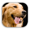 Apply for Pet Licenses